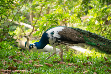 Male peacocks in the garden