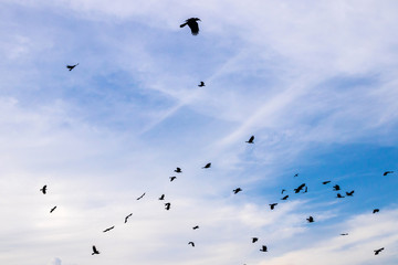 Flock of flying birds over a heavenly blue sky with fluffy clouds.