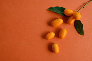 Bright juicy fresh kumquat, a group of citrus fruits, on a small green branch, next to a few kumquats not on a branch, with a small shadow, on an orange background. Horizontal close-up, top view