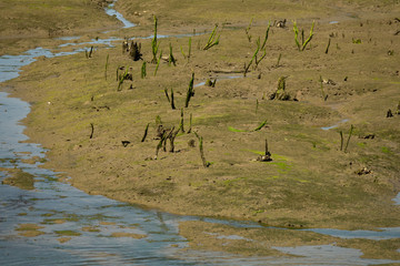 Low tide with dead trunks in the mud
