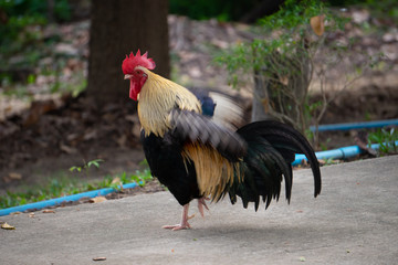 A close up of a colorful rooster ( male chicken ) In nature