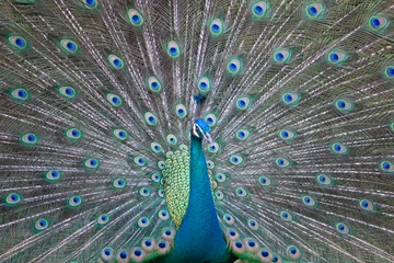 Keuken spatwand met foto Male peacock showing feathers in the garden © nuttapon