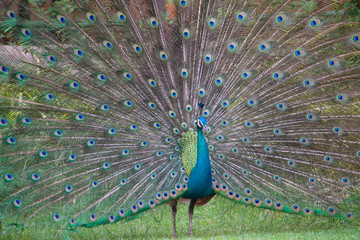 Obraz premium Male peacock showing feathers in the garden