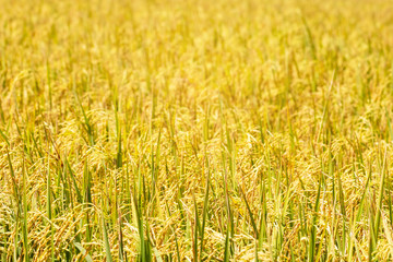Paddy rice field a beautiful landscape nature background.