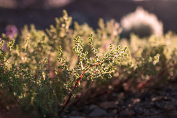 Blooming desert nature plant against sun ray in Ladakh, India.