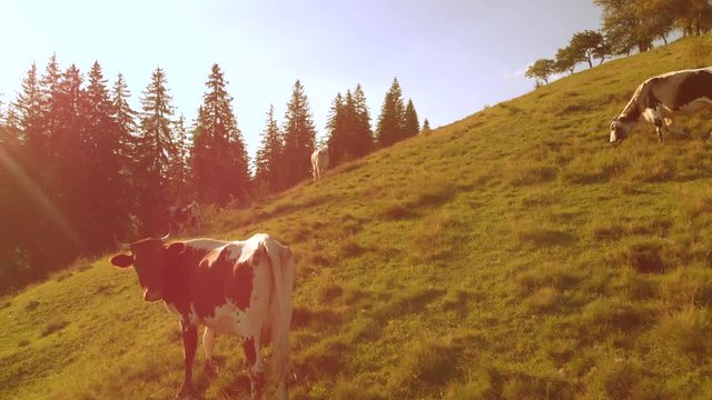 Cows on mountains slope on a sunny day. Cattle grazing on hill, aerial view. Carpathians, Ukraine.