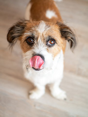 Hungriger kleiner Terrier Hund mit Blick in die Kamera, Zunge