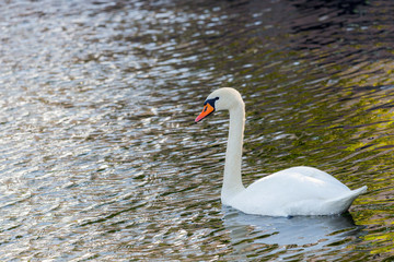 White swan in pond or lake water