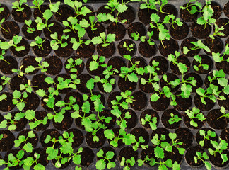 Green Young Lettuce Plants. Lettuce seedlings.