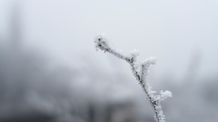 hoarfrost on a branch close up