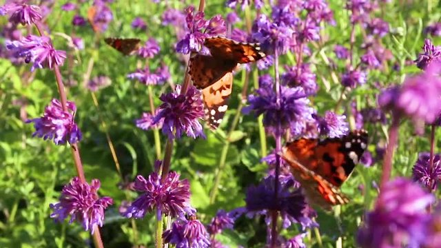 Black and orange butterfly flying away from pink flower after feeding. Summer Composition