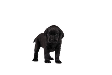 5 week old labrador puppy isolated on a white background standing