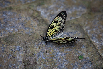 Not all monarch butterflies make it to Mexico. Some are overcome by temperature or wind and die while attempting to cross the Great Lakes. 