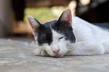 White cat lying on the cement floor close-up