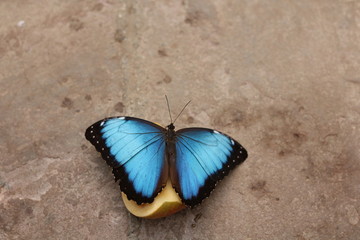 Schmetterling