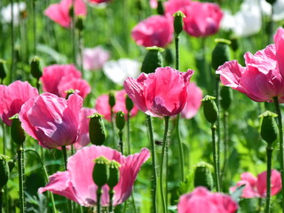 Obraz premium Pinke und rosafarbene Schlafmohnblüten im Garten in der Morgensonne