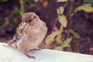 Sparrow close up stands on the curb