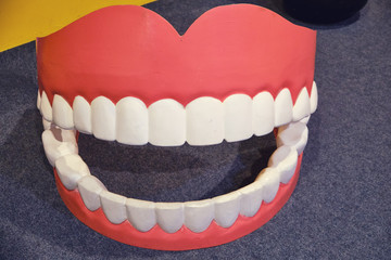 A model of a human teeth for study by children, close-up. Large false jaw