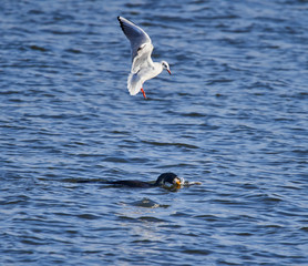Seagull attacking a cormorant