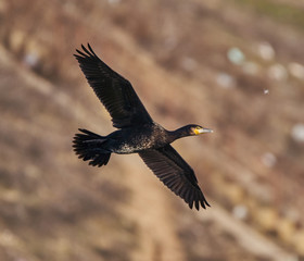 Cormorant in flight