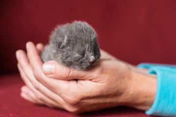 British Shorthair kitten, one or two weeks old, being held in hand with a red back ground