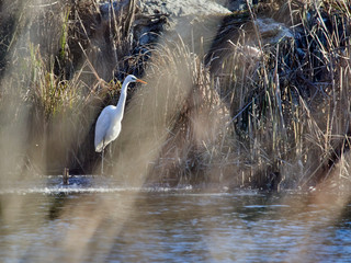 Fototapeta premium Great egret hiding in reeds
