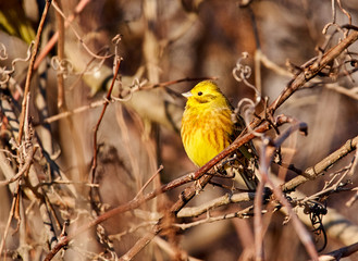 Yellowhammer perched on a tree