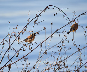 Goldfinch bird perched