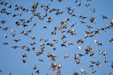 Many pigeons flying