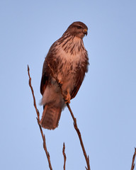 Common buzzard perched on a tree