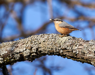 European nuthatch on a tree