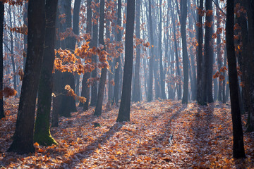 Oak forest in the winter