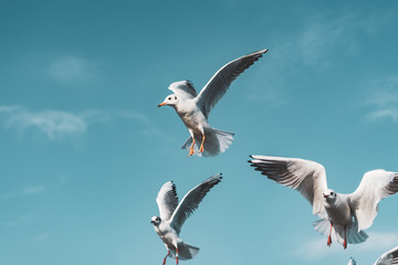 Black-headed gulls flying