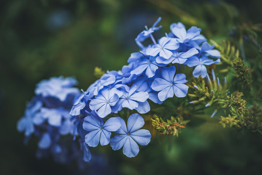Blue flowers of Cape Leadwort also known as Blue Plumbago or Plumbago Auriculata.