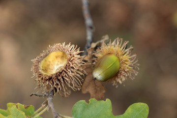 Close-Up of acorn during autumn time in Turkey