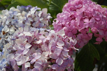 Hortensia