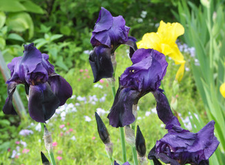 Irises flower in the spring