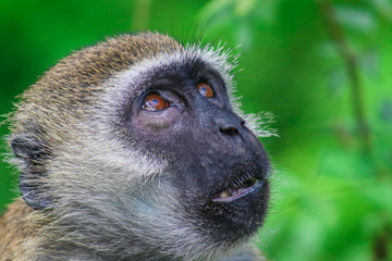 monkey looking up
