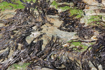 kelp on rock