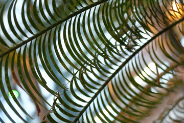 Fancy pattern of delicate green leaves of a tropical palm tree