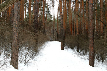 forest in winter