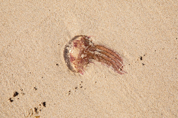 Jellyfish lie on beach sand - dangerous animal poison toxic - Abstract Design - Seamless Pattern With Gleaming Jellyfishes - Jellyfishes Texture - washed up on beach - summer summertime beach life