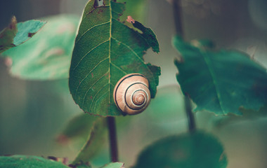 beautiful snail close-up on a leaf