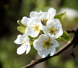 Birnenblüten im Sonnenschein - Blütezeit in Südtirol