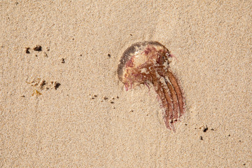 Jellyfish lie on beach sand - dangerous animal poison toxic - Abstract Design - Seamless Pattern With Gleaming Jellyfishes - Jellyfishes Texture - washed up on beach - summer summertime beach life