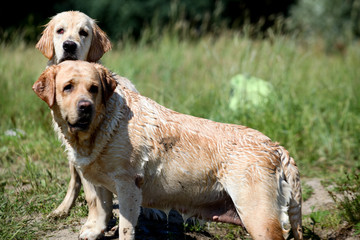 Active, smile and happy purebred labrador retriever dog outdoors in grass park on sunny summer day.