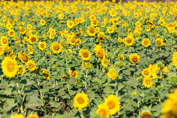 Beautiful sunflowers in spring field