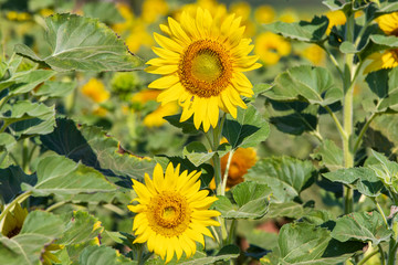 Beautiful sunflowers in spring field