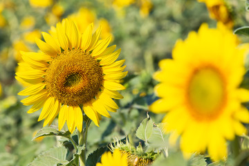Beautiful sunflowers in spring field