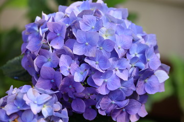 purple hydrangea flowers close up